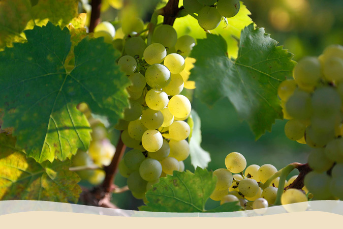 Weinrebe Weißer Burgunder Weinrebe Weißer Burgunder