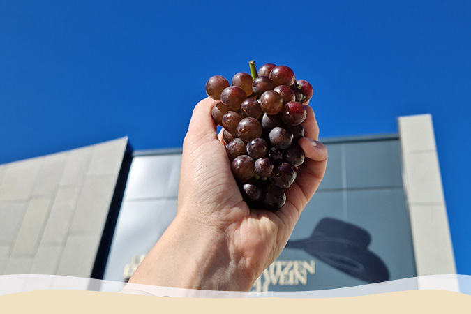 Weinrebe Ruländer Weinrebe Ruländer