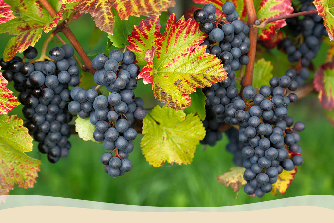 Weinrebe Cabernet Mitos Weinrebe Cabernet Mitos