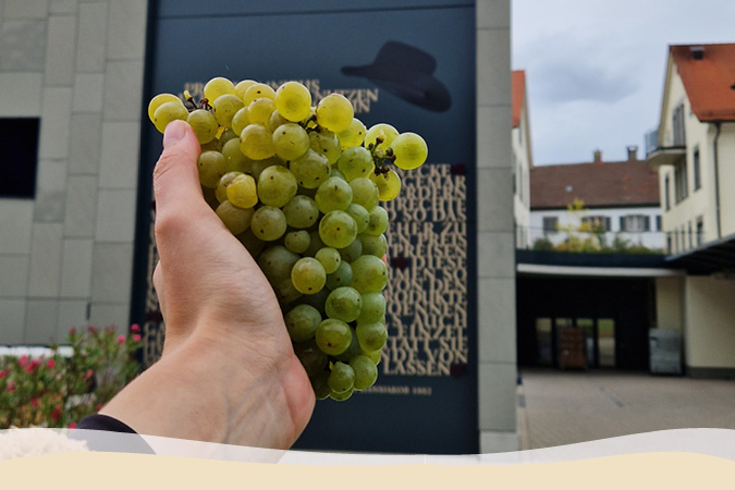 Weinrebe Müller-Thurgau Weinrebe Müller-Thurgau